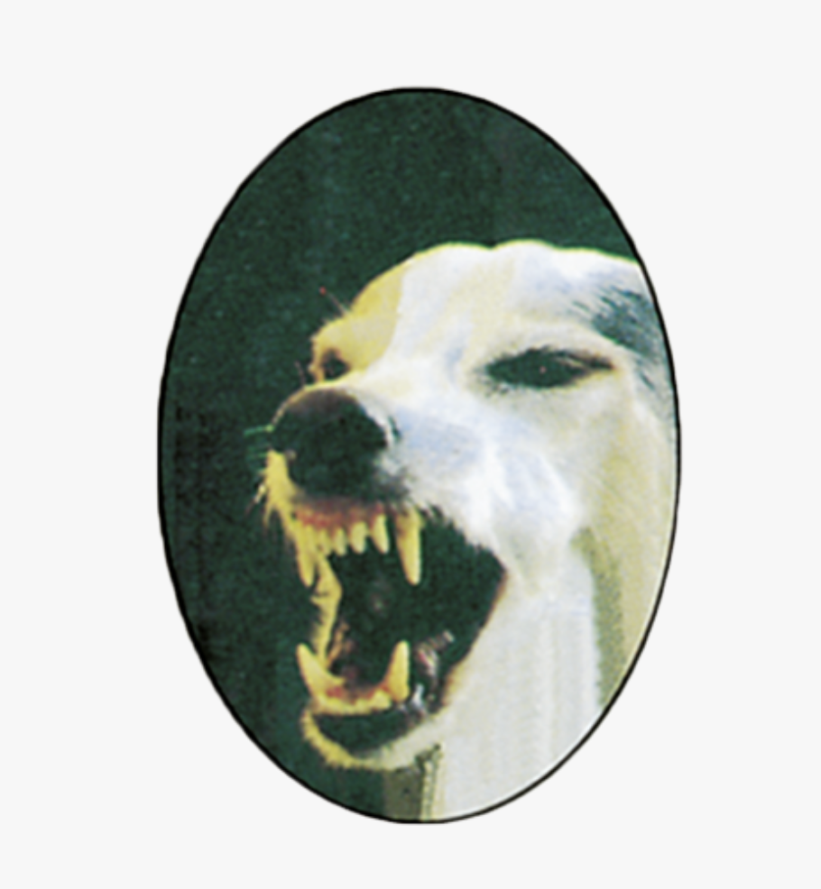 Dazer II the ultrasonic dog deterrent