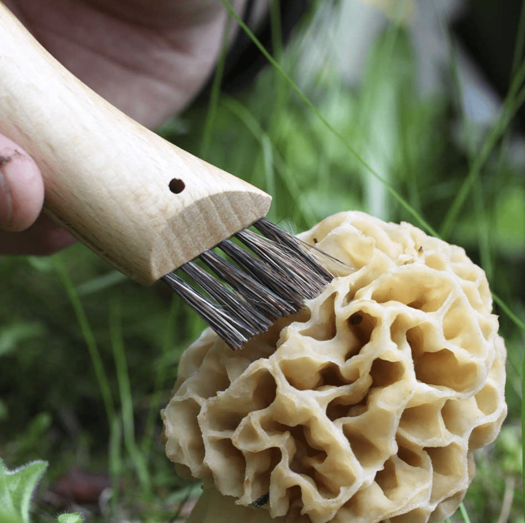 Opinel Knife Opinel N°08 Mushroom Knife