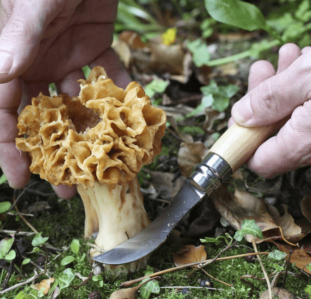 Opinel Knife Opinel N°08 Mushroom Knife