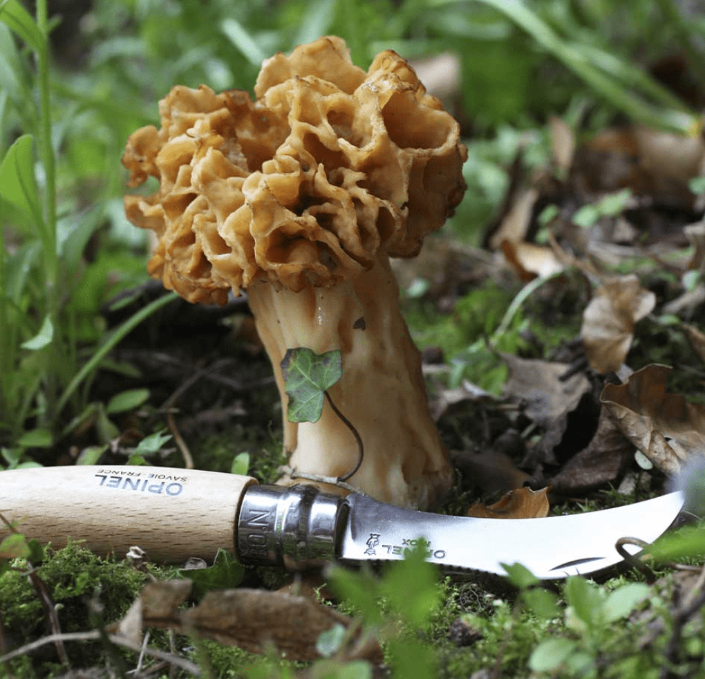 Opinel Knife Opinel N°08 Mushroom Knife